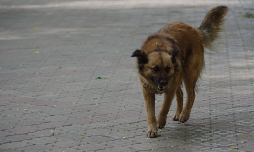 мэр тынды: в город везут безнадзорных собак из тындинского района 
