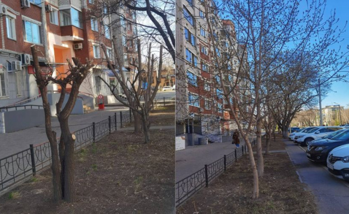 «зеленый» вандал: в благовещенске ищут человека, изуродовавшего несколько деревьев в центре города