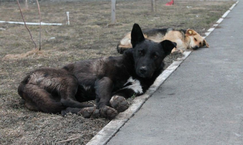 уже 30 жалоб на бездомных собак поступило в специальный чат-бот амурского ветуправления
