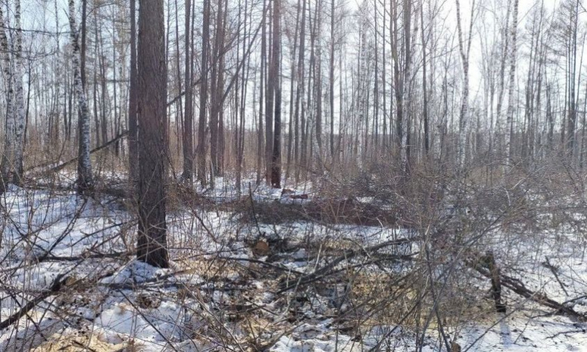 ущерб более двух миллионов рублей: четверых амурчан подозревают в незаконных рубках деревьев