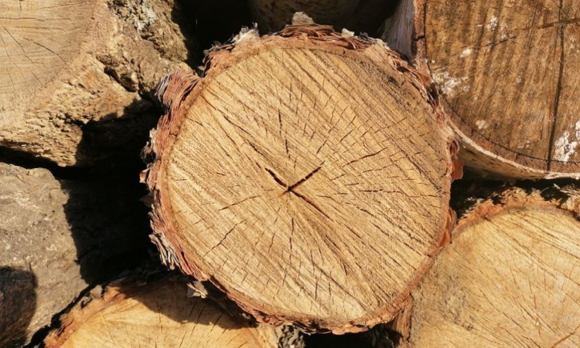 мастер леса из приамурья ожидает суд за рубку не тех деревьев