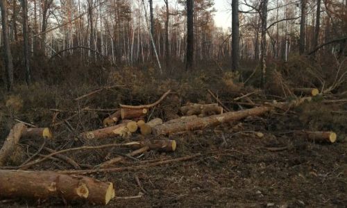 черные лесорубы за месяц нанесли лесному фонду ущерб на 8,5 миллиона рублей