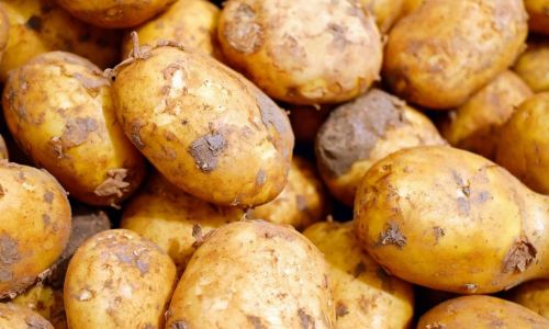 в приамурье 30 % посадок картофеля и 40 % посевов овощей погибло из-за паводка
