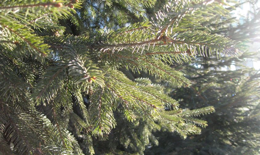 25 тысяч елок и сосен заготовят к новому году в амурской области
