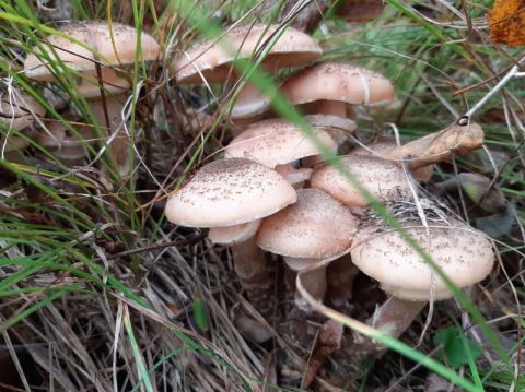 Грибы в амурской области фото и описание