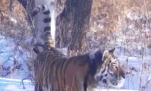«котя любопытная»: тигрица елена попала в фотоловушки в хинганском заповеднике
