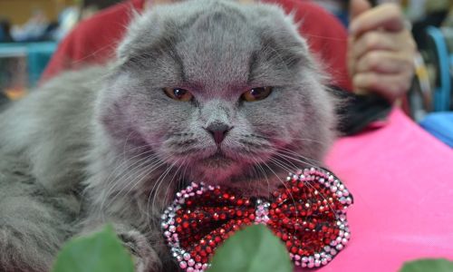 кошачий обзор: в день кошек вспоминаем, что «амурская служба новостей» писала про усатых-полосатых