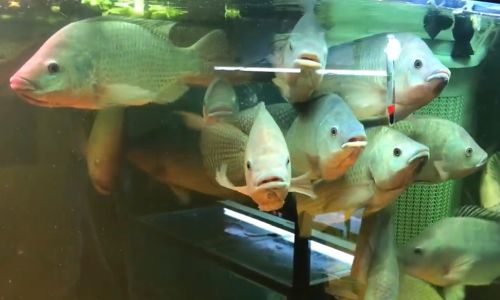 ученые выяснили, в какой рыбе и морепродуктах больше всего микропластика
