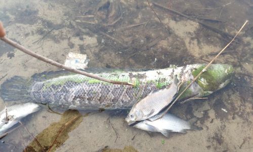амурчанин снял последствия массового замора рыбы на втором владимировском озере
