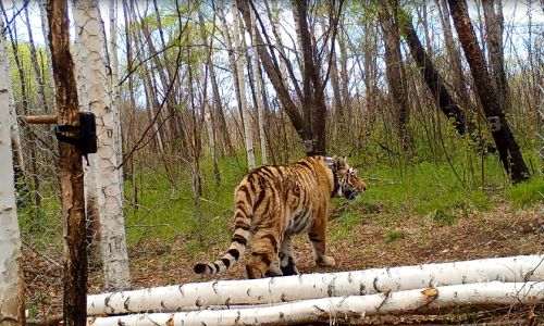амурчане: в семи километрах от села новостепановка свободненского района убили тигра
