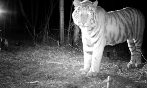 двое амурчан получили большие сроки за убийство тигра павлика