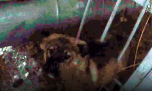 брыкался, кусался и скрылся: благовещенские спасатели выручили застрявшего в клетке щенка
