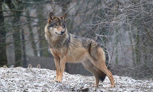 волков в амурской области в два раза больше, чем нужно: охотникам собираются доплачивать за их отстрел
