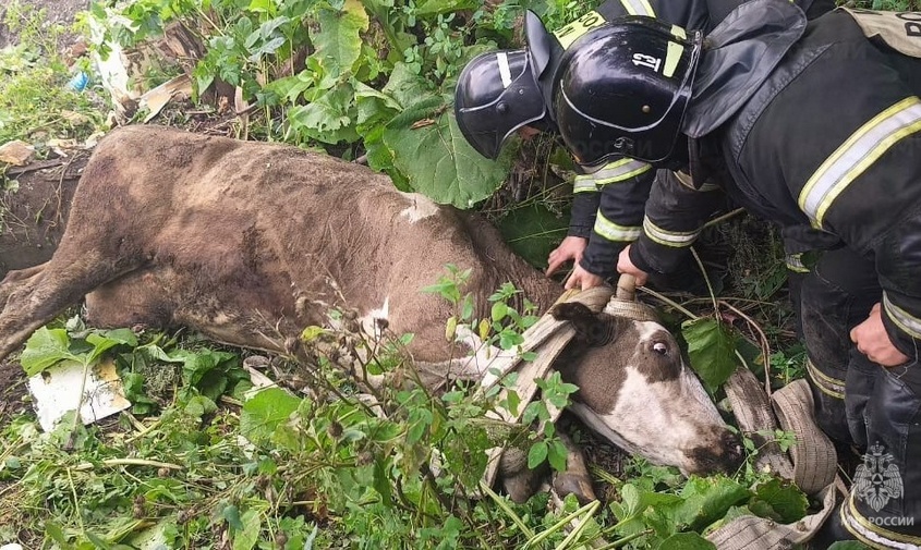 обессилела и только громко мычала: в приамурье спасли корову, провалившуюся в заброшенный колодец