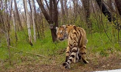 одному из убийц тигра павлика ужесточили наказание