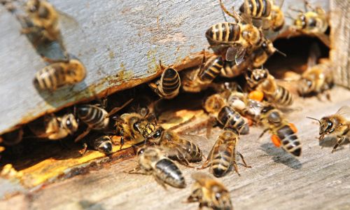 новый областной закон о пчеловодстве направлен на охрану пчел
