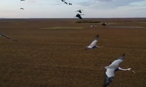 эпичное видео: тысячи журавлей собрались на полях в амурской области