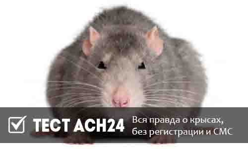 вся правда о крысах, без регистрации и смс