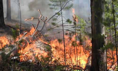 теплый сентябрь приведет к росту лесных пожаров в россии
