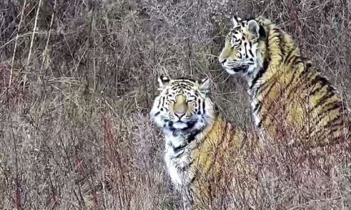 убитый в приамурье тигр — это павлик: в управлении по охране животного мира подтвердили информацию