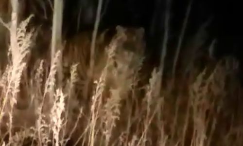 дикий или выпущенный в природу: специалисты выясняют происхождение «нового» амурского тигра

