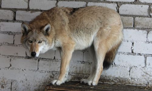 в приамурье предложили убивать волков без разрешения при угрозе жизни
