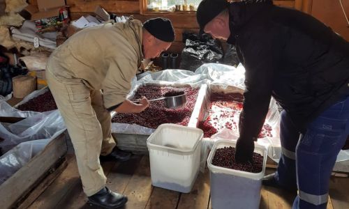 собранные эвенками ягоды поступили в столовые предприятий селемджинского района
