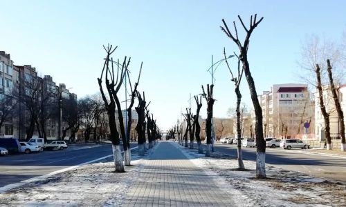 «тотемы городских улиц»: благовещенский художник создал выставку обрубленных деревьев