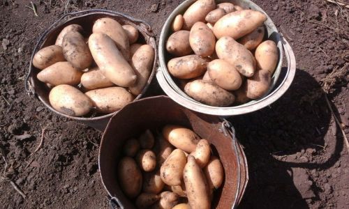 в июне картофель для амурчан подорожал почти на 27 %