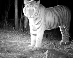 Убийство тигра Павлика в Амурской области переквалифицировали на более тяжкую статью