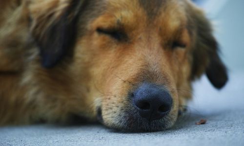 в амурской области планируют изменить правила подсчета безнадзорных собак

