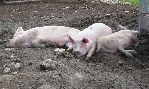 в селе под благовещенском нашли африканскую чуму свиней
