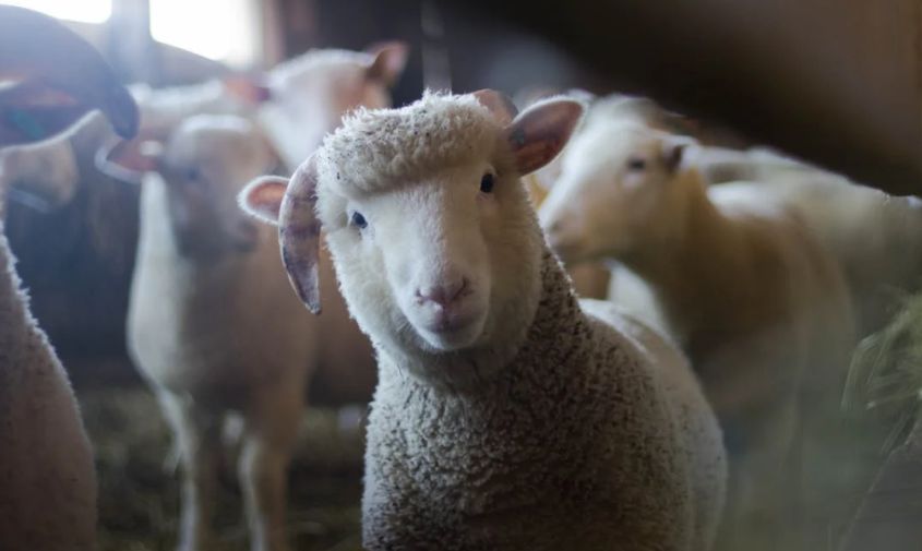 овцы, рыба и коровы: гранты на развитие семейных ферм получили семь амурских кфх 