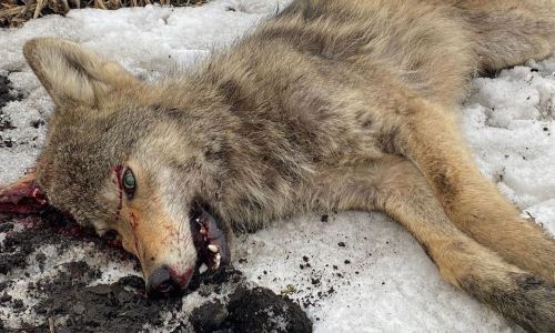 волк пытался напасть на домашнюю собаку в селе украинке