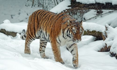 в приамурье впервые за много лет пройдет перепись тигров

