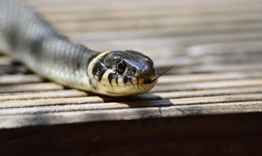 змеи могут появиться в городах и селах приамурья из-за подъема уровней рек	
