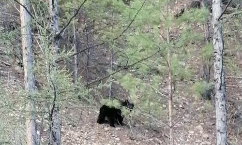 в тындинском районе видели медвежонка, залезшего на высокое дерево
