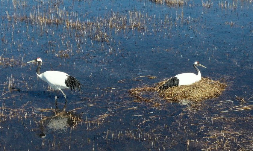 Журавли Снежинка и Подснежник благополучно добрались из Приамурья до места зимовки в Китае