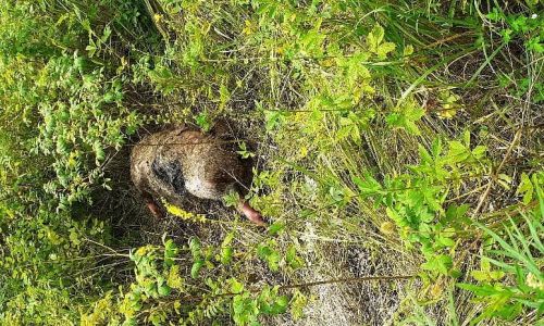 в лесах бурейского района обнаружены мертвые дикие кабаны
