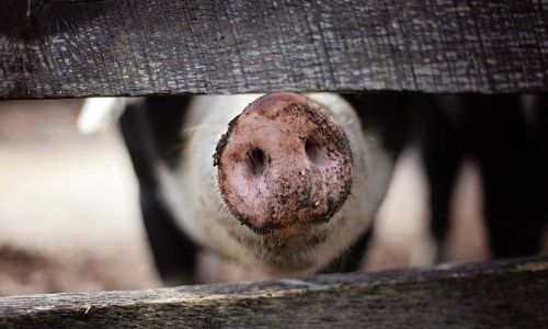 степень биологической защиты повысят три крупных свиноводческих хозяйства приамурья
