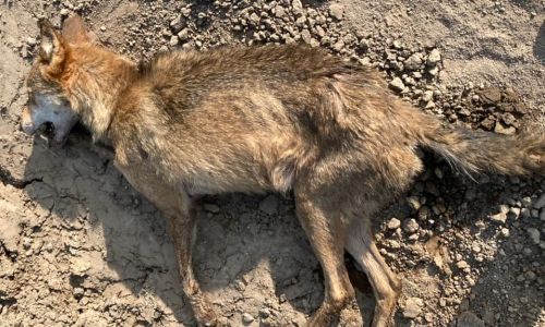 волчица, покусавшая грибника в амурской области, оказалась бешеной
