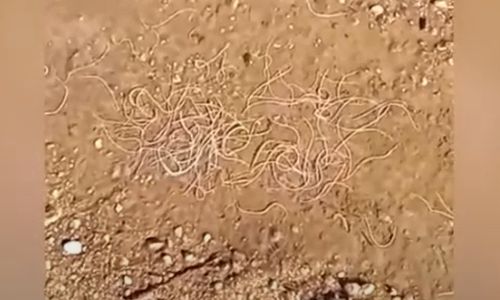 амурчане нашли на новотроицком шоссе лужи, кишащие похожими на глистов червями 