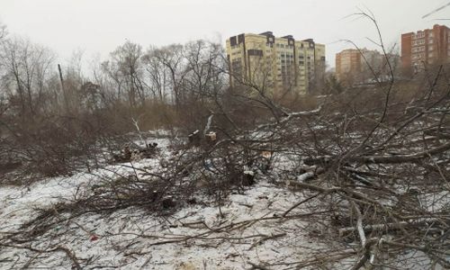 в благовещенске неизвестные незаконно вырубили деревья рядом с памятником архитектуры — левашовской дачей
