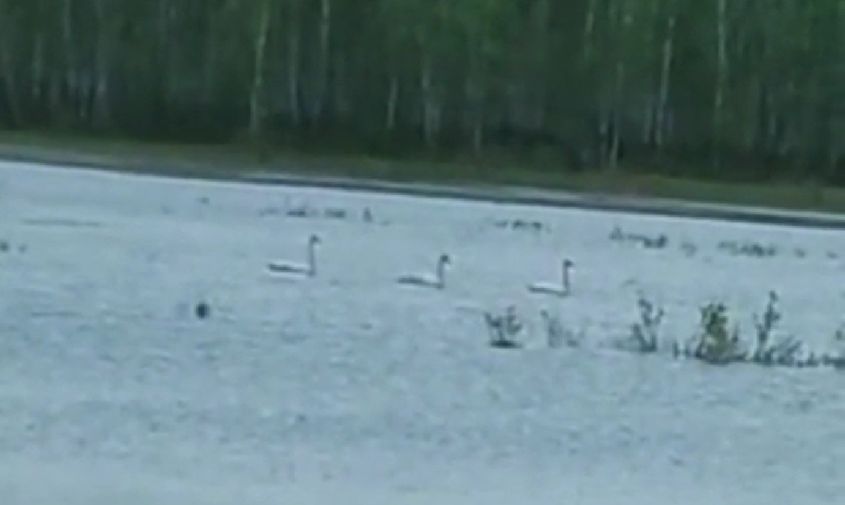 на озере в зейском районе обосновалась троица лебедей
