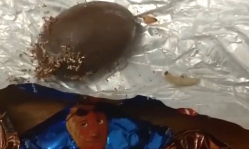 «прогрызают и выползают»: жительница свободного приобрела в магазине шоколадные конфеты с живой начинкой
