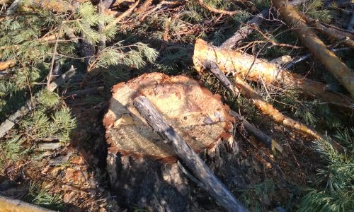 житель магдагачинского района пожаловался на вырубки леса вокруг поселка
