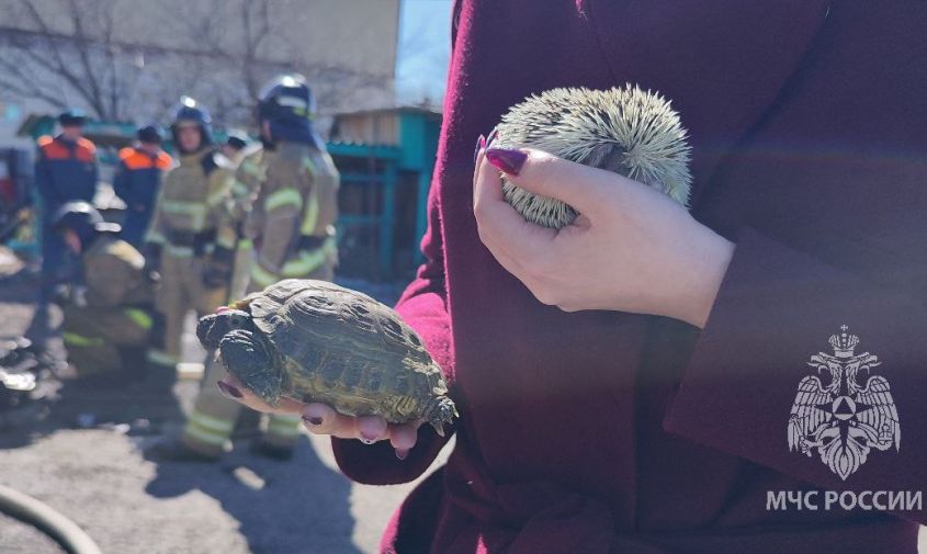 благовещенские пожарные спасли из огня черепаху и ежа