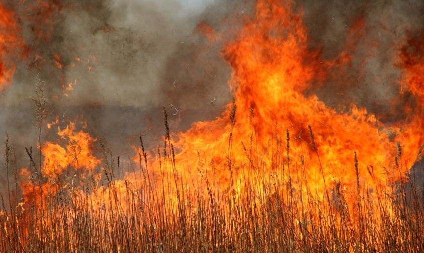 за сутки в приамурье огонь природных пожаров прошел более 1 200 гектаров