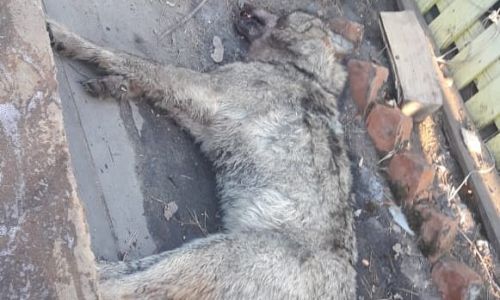 волк, напавший на женщину в селе ромненского района, оказался бешеным
