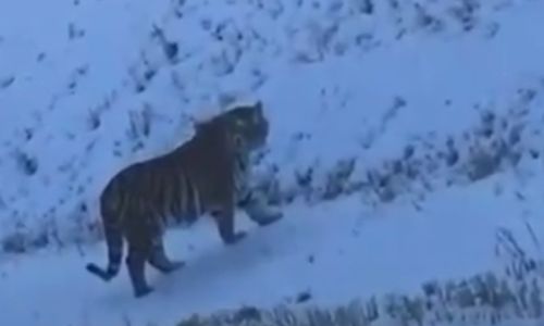 иностранцы, работающие в амурской области, специально подделывают видео о встрече с тигром